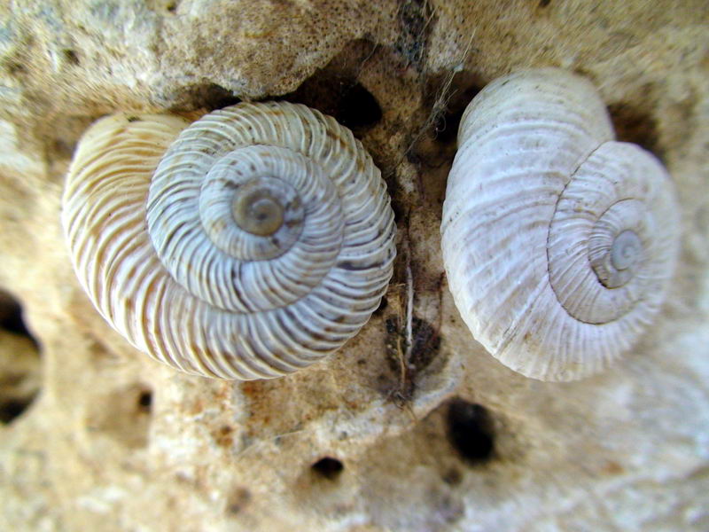 Marmorana signata strigata for. molteni - Gole di Buselli